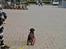 Labrador retriever Balder - 23. maj 2025