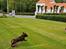 Labrador retriever Balder - 24. maj 2025