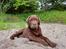 Labrador retriever Balder - 29. maj 2025