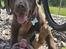 Labrador retriever Balder - 31. maj 2025