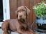 Labrador retriever Balder - 8. juni 2025