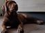 Labrador retriever Balder - 9. juni 2025