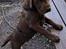 Labrador retriever Balder - 12. juni 2025