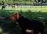 Labrador retriever Balder - 12. juni 2025