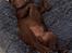 Labrador retriever Balder - 13. juni 2025