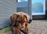 Labrador retriever Balder - 16. juni 2025