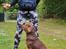 Labrador retriever Balder - 13. juli 2025