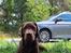 Labrador retriever Balder - 23. juli 2025