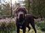 Labrador retriever Balder - 21. august 2025