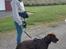 Labrador retriever Balder - 17. september 2025