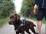 Labrador retriever Balder - 30. september 2025