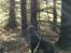 Labrador retriever Balder - 3. oktober 2025