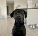 Labrador retriever Bamse