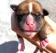 Staffordshire bull terrier Hedam Allstars Sarafina