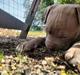 American Bully Molly 