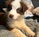 Miniature American Shepherd Saga