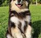 Finsk lapphund Lapinkaunis Groot *Floy*