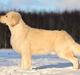 Golden retriever DKJUCH Manhattan V.D. Corner Brook