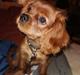 Cavalier king charles spaniel Ahrwills Dream Oreo