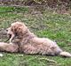 Tibetansk mastiff Goldie