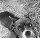 American Bully Fendi