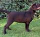 Labrador retriever Junior (Herkules)