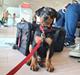 Tysk pinscher Nice and Dandy Viola - Kaldenavn: Thuja