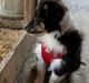 Shetland sheepdog Soffi