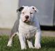 American Bully Ludvig 