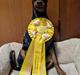 Tysk pinscher Nice and Dandy Viola - Kaldenavn: Thuja