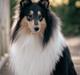 Collie langhåret Chase