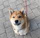 Shiba Pelle