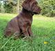 Labrador retriever Balder