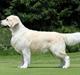 Golden retriever DKCH(U) DKJUCH DEVDHCH Manhattan V.D. Corner Brook