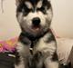 Siberian husky Balder