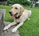 Labrador retriever Puk