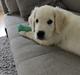 Golden retriever Cody