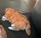 Bichon havanais Loppen