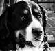 Berner sennenhund Bella