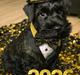 Dvaergschnauzer Alma