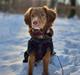 Nova scotia duck tolling retriever Koa