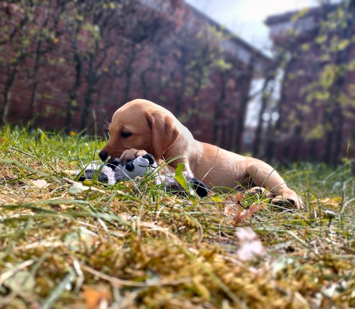 Labrador retriever Amber billede 3