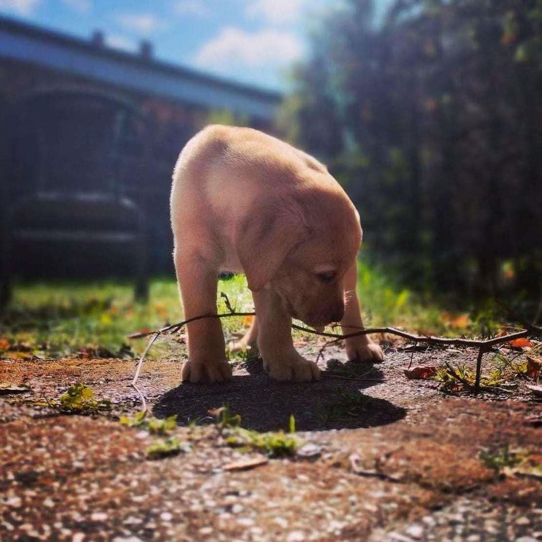 Labrador retriever Amber billede 5