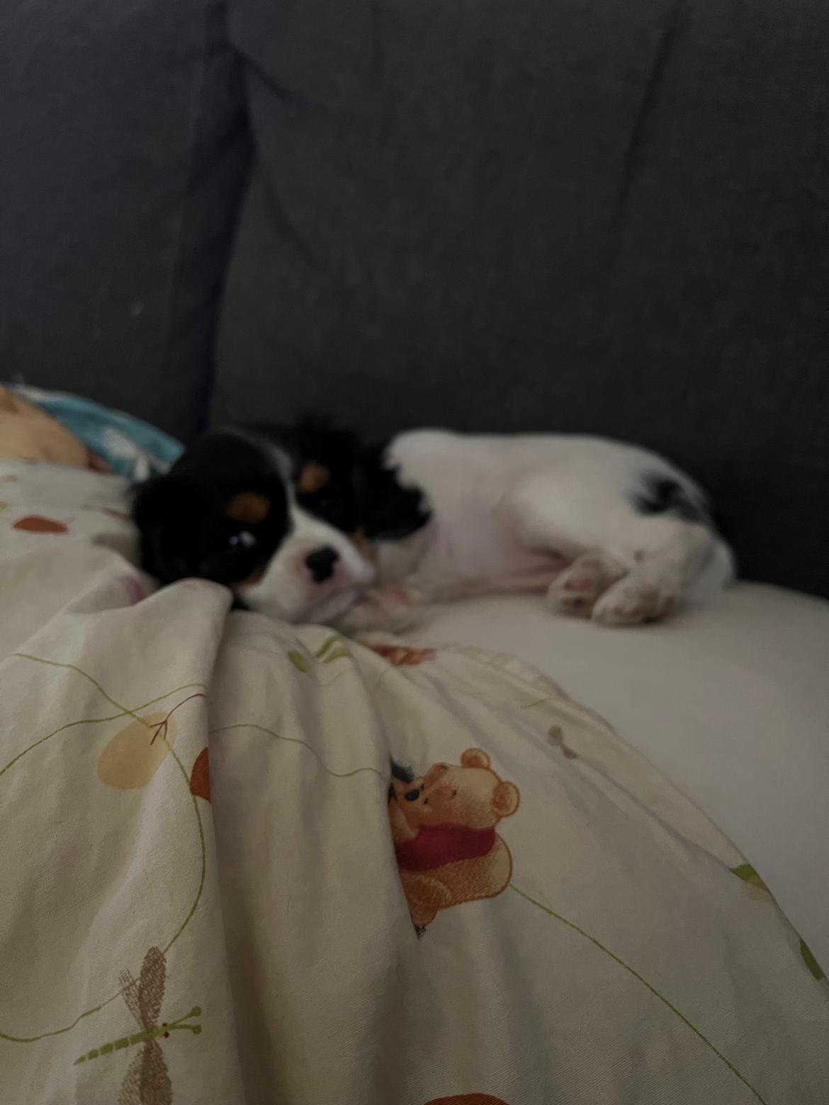 Cavalier king charles spaniel Athene billede 9