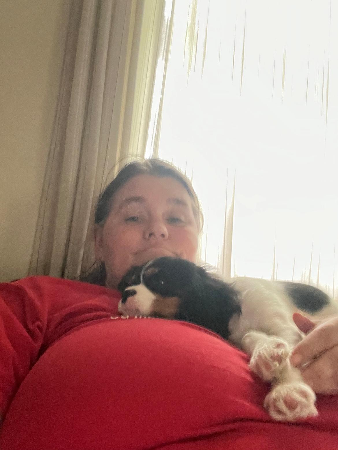 Cavalier king charles spaniel Athene billede 10