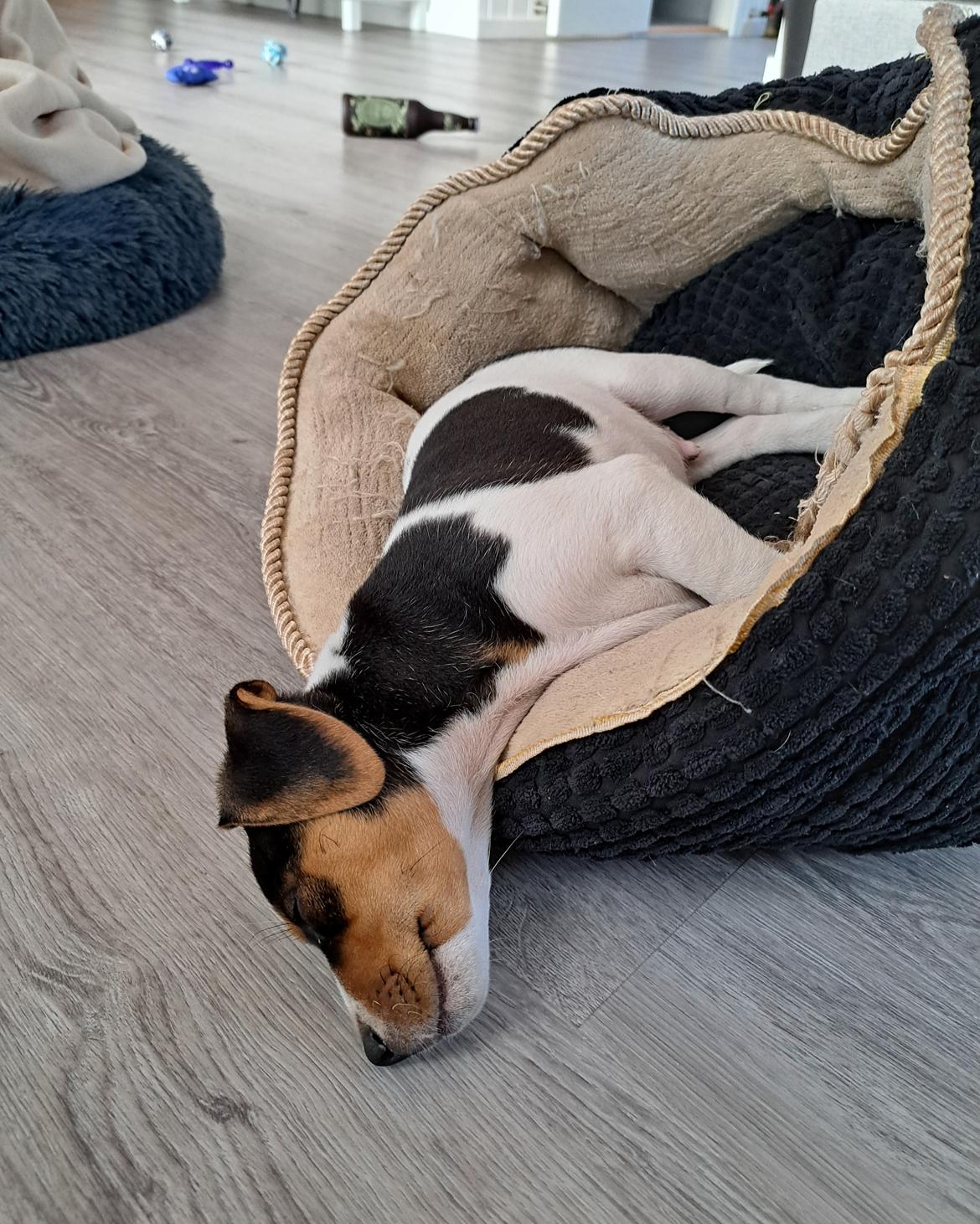 Dansk svensk gaardhund Eddie R.I.P. - Første lur i sit nye hjem, 8 uger og 1 dag gammel billede 10