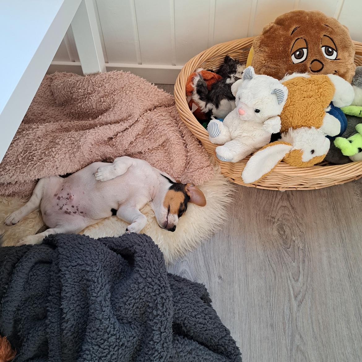 Dansk svensk gaardhund Eddie R.I.P. - 12. maj 2023 billede 11