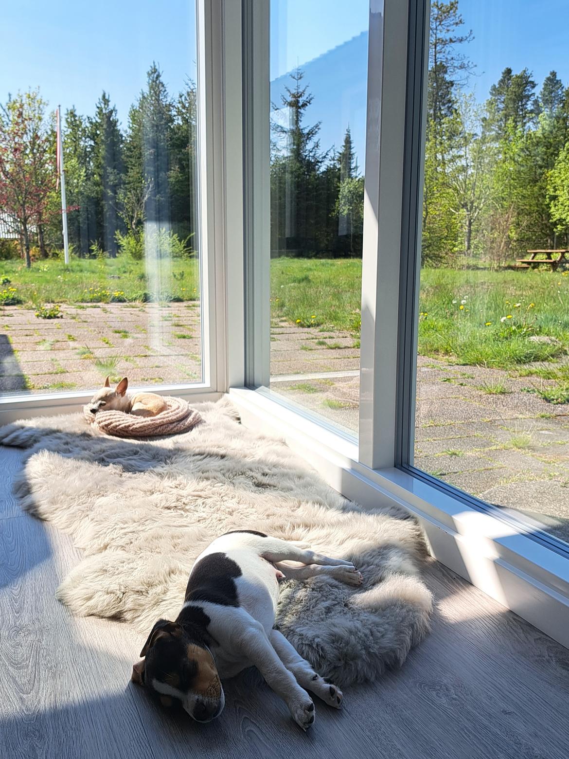 Dansk svensk gaardhund Eddie R.I.P. - 13. maj 2023 billede 12