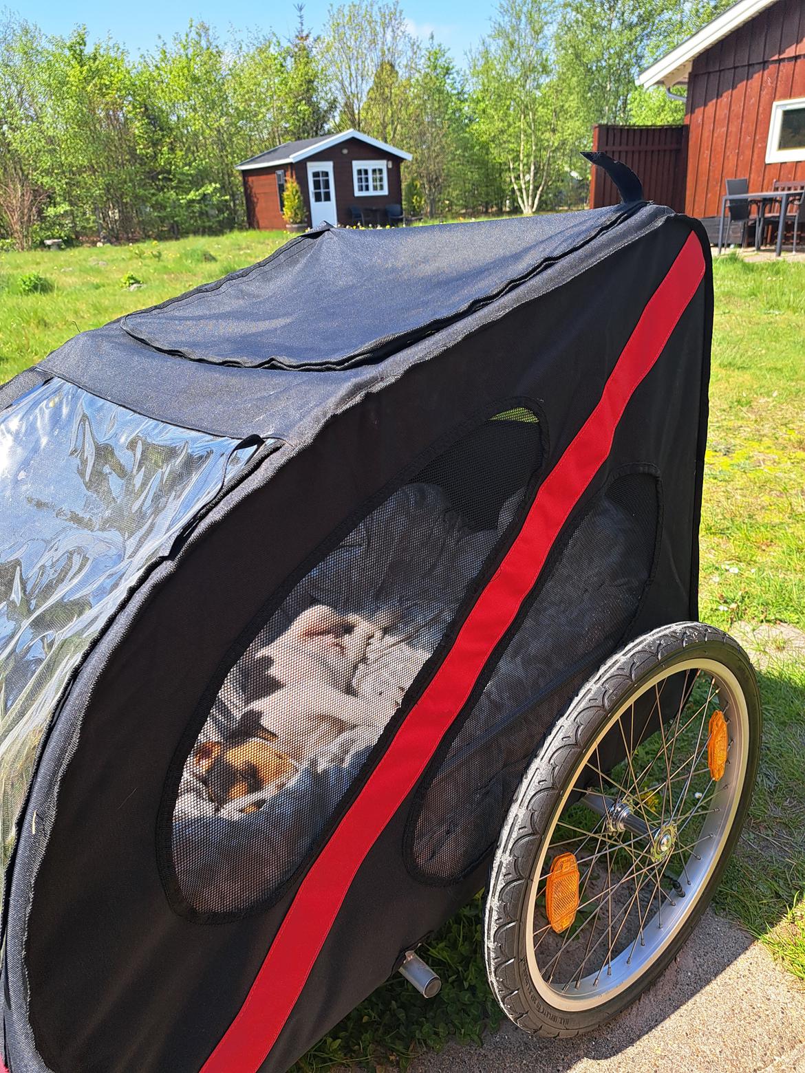 Dansk svensk gaardhund Eddie R.I.P. - 13. maj 2023 billede 13