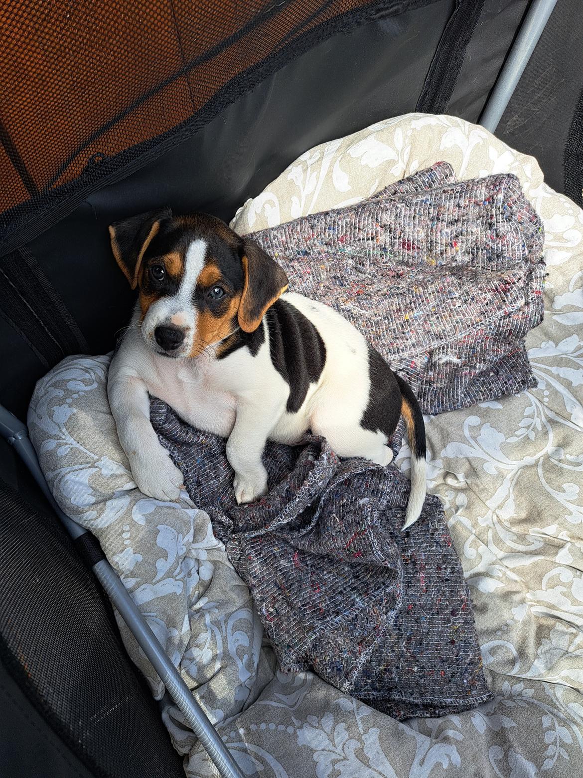 Dansk svensk gaardhund Eddie R.I.P. - 13. maj 2023 billede 14